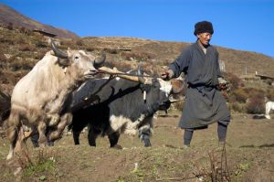 Ploughing field with yaks in Laya